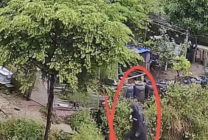 京云律師解讀：男子偷盜幼犬，因內疚主動投案