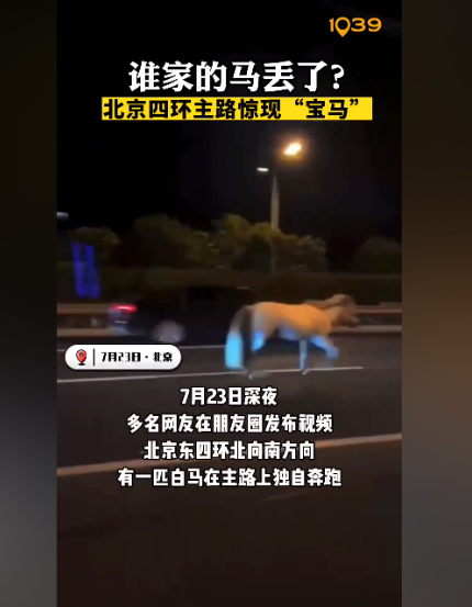 ,北京東四環北向南方向,一匹白馬在主路上獨自奔跑,從這匹白馬的外觀來看,疑似是從馬場等地走失的馬匹。 ,北京東四環北向南方向,一匹白馬在主路上獨自奔跑,從這匹白馬的外觀來看,疑似是從馬場等地走失的馬匹。