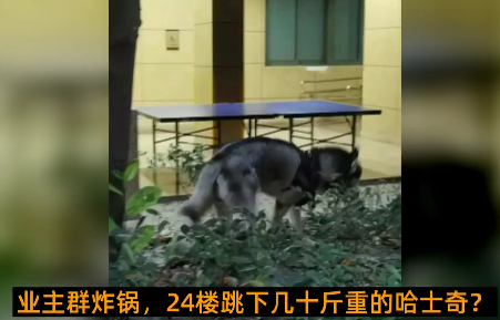 京云<a href=http://www.cxh983162.com/team/ target=_blank class=infotextkey>律師</a>解讀：從天而降的哈士奇，砸傷路人誰擔(dān)責(zé)？